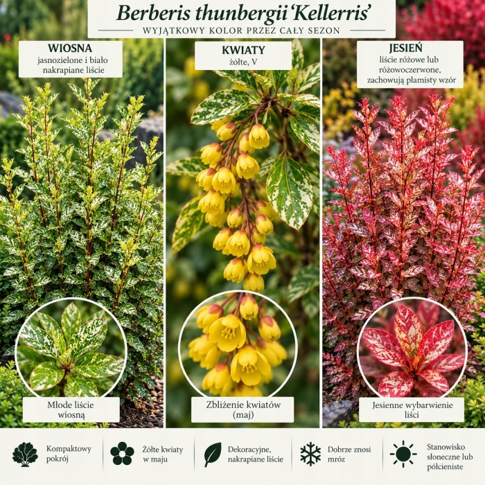 Berberis thunbergii Kelleris opis odmiany wymagania uprawowe i kwitnienie infografika