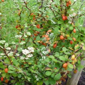 Berberys Kelleris czerwone owoce i marmurkowe liście jesienią