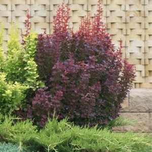 Berberys Red Pillar ciemnopurpurowy krzew na rabacie przy kamiennym murze