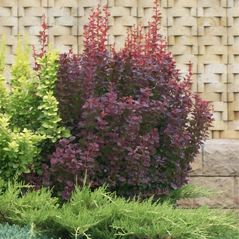 Berberys Red Pillar ciemnopurpurowy krzew na rabacie przy kamiennym murze