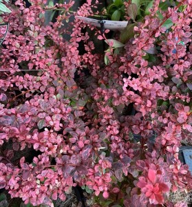 Berberys Rose Glow sadzonka o różowo nakrapianych liściach