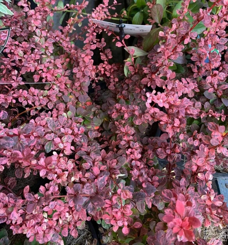 Berberys Rose Glow sadzonka o różowo nakrapianych liściach
