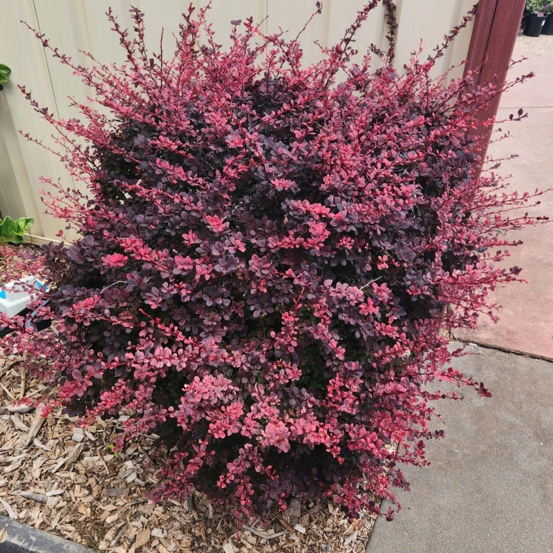 Berberys Thunberga Rose Glow pokrój dorosłego krzewu na rabacie ogrodowej