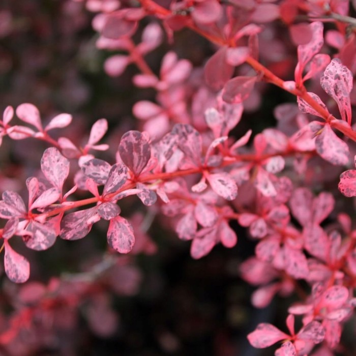 Berberis thunbergii Rose Glow zbliżenie na nakrapiane biało-różowe liście