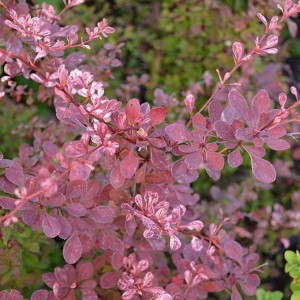 Berberys Rose Glow pędy z młodymi różowo-marmurkowymi liśćmi sadzonka