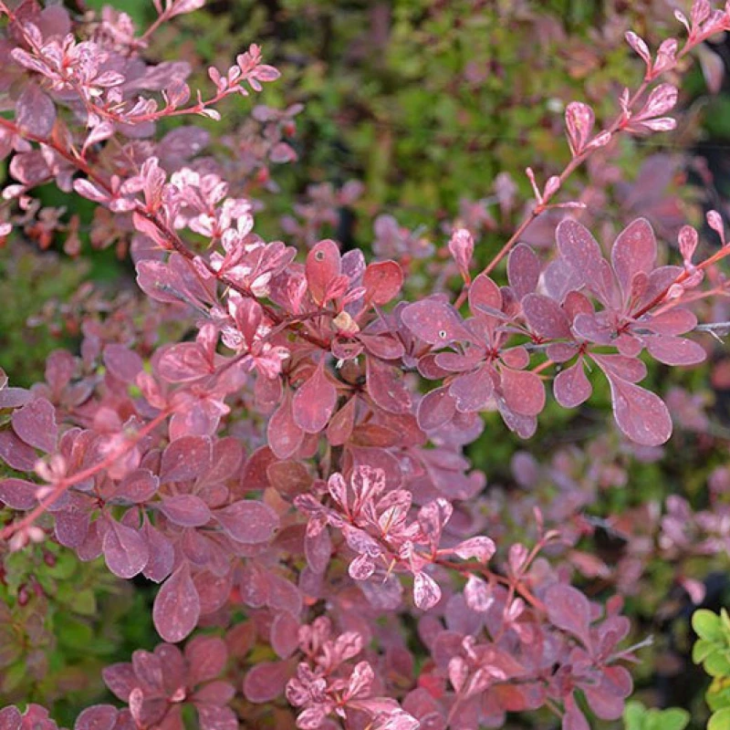 Berberys Rose Glow pędy z młodymi różowo-marmurkowymi liśćmi sadzonka