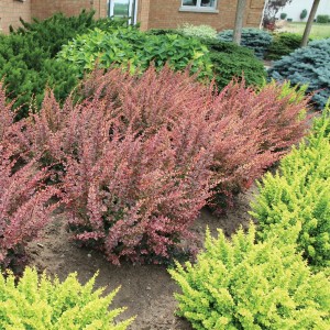 Berberys Thunberga Rose Glow kompozycja w szpalerze z żółtym berberysem