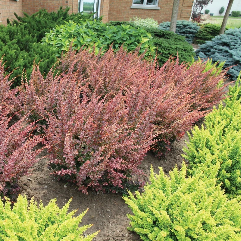 Berberys Thunberga Rose Glow kompozycja w szpalerze z żółtym berberysem