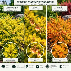 Berberis thunbergii Sunsation opis odmiany wymagania stanowisko i kwitnienie infografik