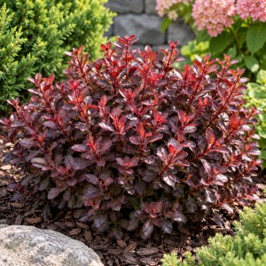 Berberys Thunberga Atropurpurea Nana karłowy bordowy krzew na rabacie ogrodowej