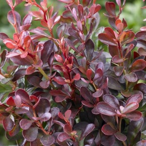 Berberys Atropurpurea Nana zbliżenie na ciemnoczerwone i purpurowe liście sadzonka