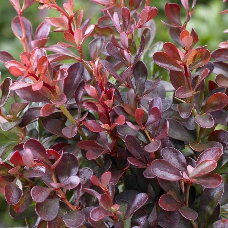 Berberys Atropurpurea Nana zbliżenie na ciemnoczerwone i purpurowe liście sadzonka