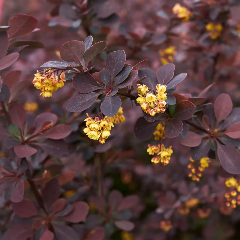 Berberis thunbergii Atropurpurea Nana żółte kwiaty na tle bordowych liści wiosną