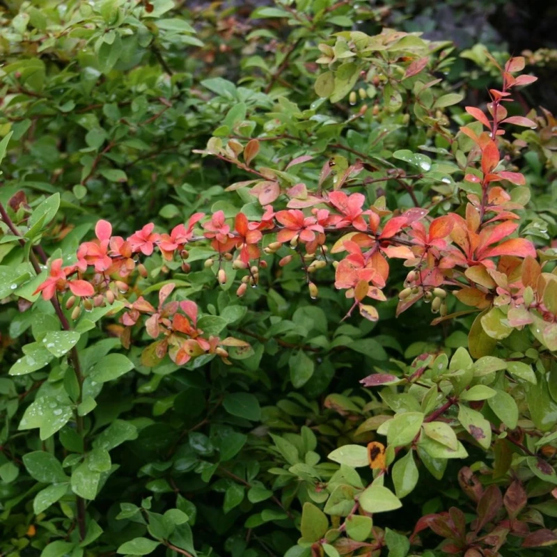 Berberys ottawski Indian Summer pęd o liściach przebarwiających się na czerwono jesienią