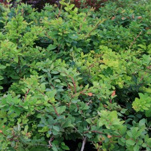 Berberys ottawski 'Indian Summer' | Berberis ×ottawensis