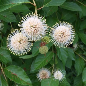 Cephalanthus occidentalis zbliżenie na miododajne białe kuliste kwiaty guzikowca