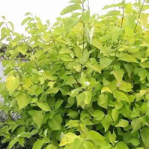 Dereń biały Aurea rozłożysty krzew o żółtozielonych liściach