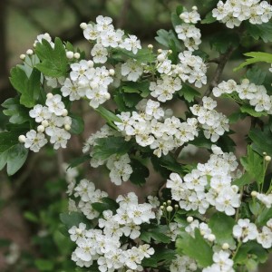 Crataegus monogyna kwitnące pędy drobne białe kwiaty miododajne