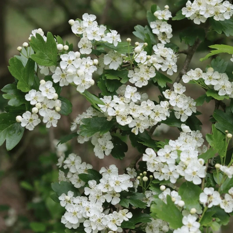 Crataegus monogyna kwitnące pędy drobne białe kwiaty miododajne
