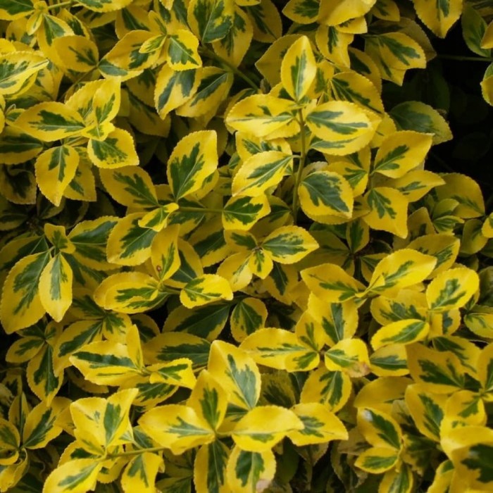 Euonymus fortunei Sunshine zbliżenie na złocisto-żółte liście zimozielony krzew okrywowy