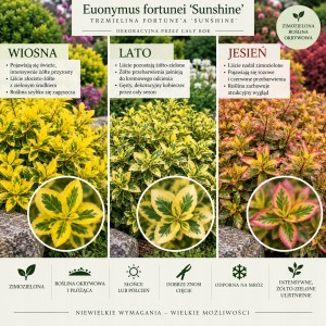 Euonymus fortunei Sunshine infografika opis odmiany wymagania uprawa zimozielona roślina okrywowa