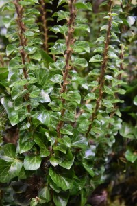 Hedera helix Erecta zbliżenie na błyszczące skórzaste liście i wyprostowane pędy