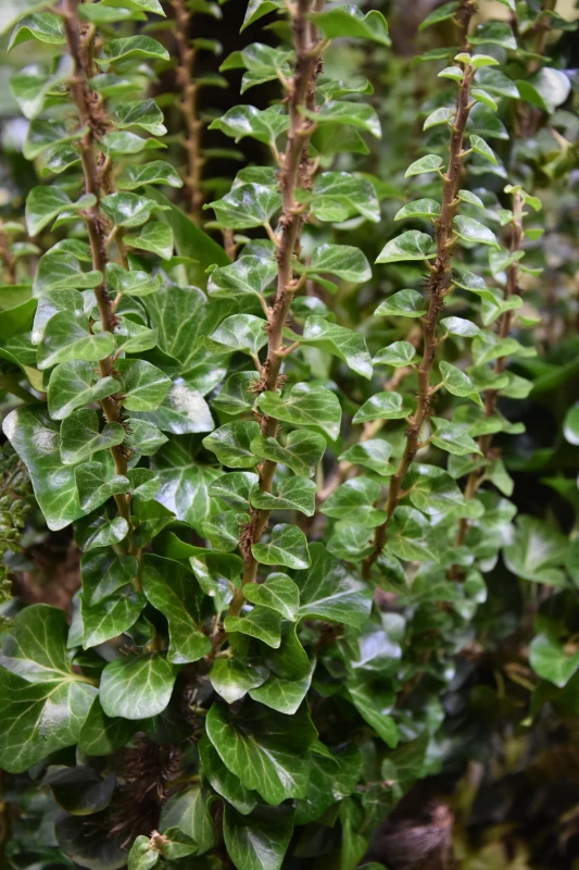 Hedera helix Erecta zbliżenie na błyszczące skórzaste liście i wyprostowane pędy