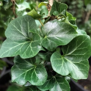 Hedera helix Erecta liście makro zbliżenie na unerwienie odmiana niepnąca