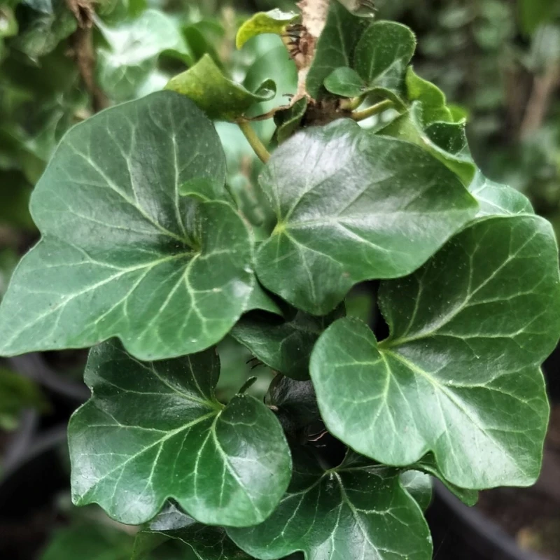 Hedera helix Erecta liście makro zbliżenie na unerwienie odmiana niepnąca