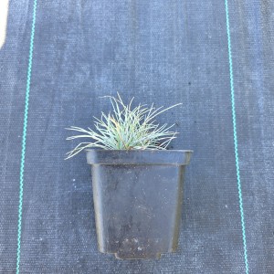 Kostrzewa sina Festuca glauca niebieska trawa ozdobna roślina na skalniaki i rabaty