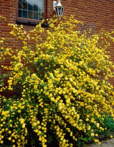 Kerria japonica Pleniflora przy ścianie budynku przewieszający się krzew długo kwitnąc