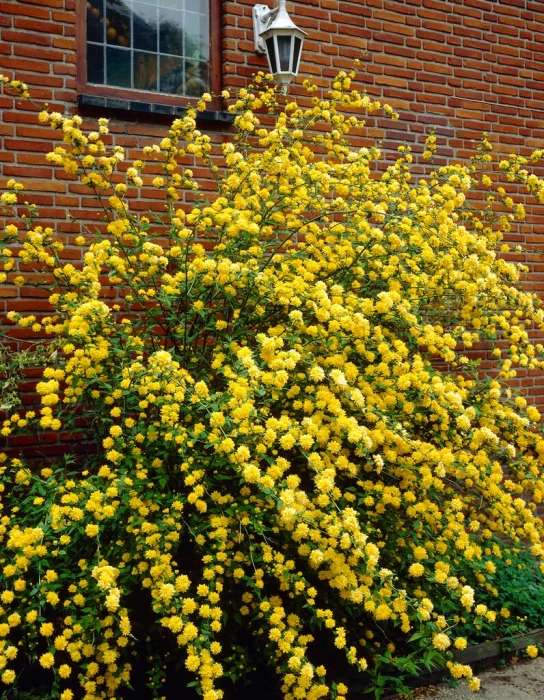 Kerria japonica Pleniflora przy ścianie budynku przewieszający się krzew długo kwitnąc