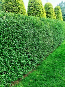 Ligustrum ovalifolium formowany szybko rosnący żywopłot w ogrodzie przy trawniku