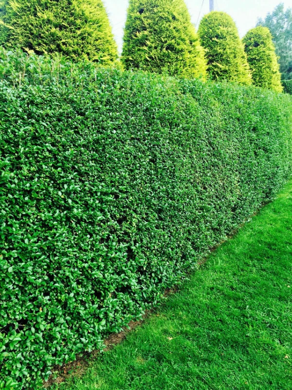 Ligustrum ovalifolium formowany szybko rosnący żywopłot w ogrodzie przy trawniku