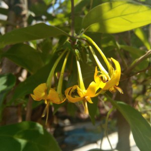 Wiciokrzew zaostrzony Lonicera acuminata pachnące żółte kwiaty pnącza zimozielone liście na pergole