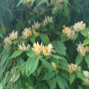 Lonicera acuminata wiciokrzew zaostrzony obfite kwitnienie zimozielone pnącze miododajne do ogrodu