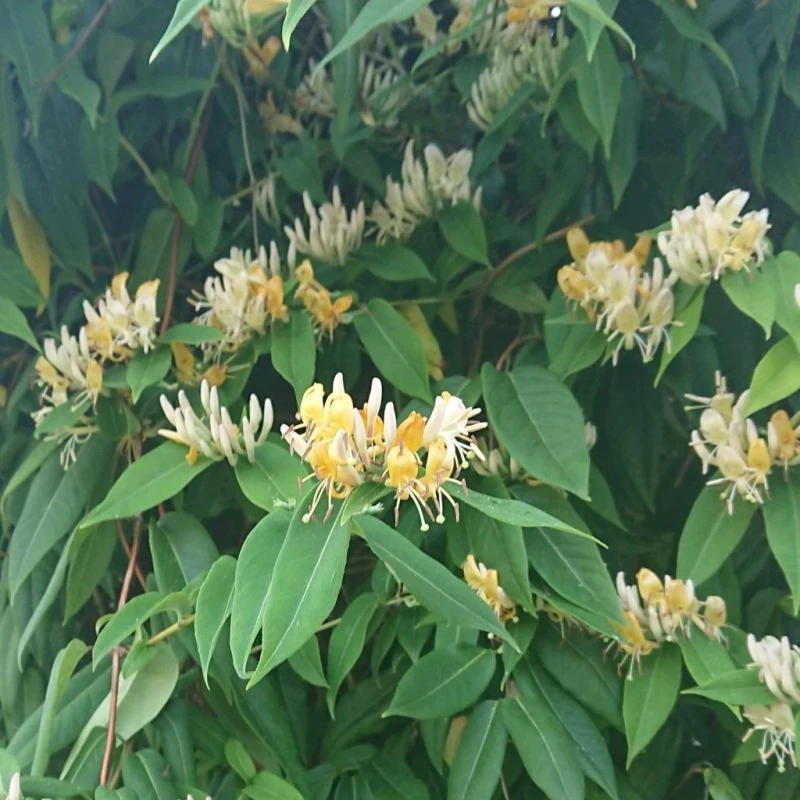 Lonicera acuminata wiciokrzew zaostrzony obfite kwitnienie zimozielone pnącze miododajne do ogrodu