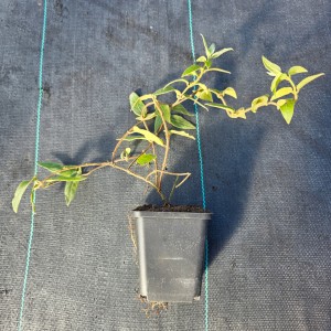 Wiciokrzew zaostrzony Lonicera acuminata zimozielone pnącze doniczkowe na pergole i płoty