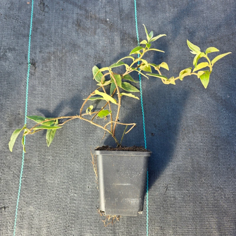 Wiciokrzew zaostrzony Lonicera acuminata zimozielone pnącze doniczkowe na pergole i płoty