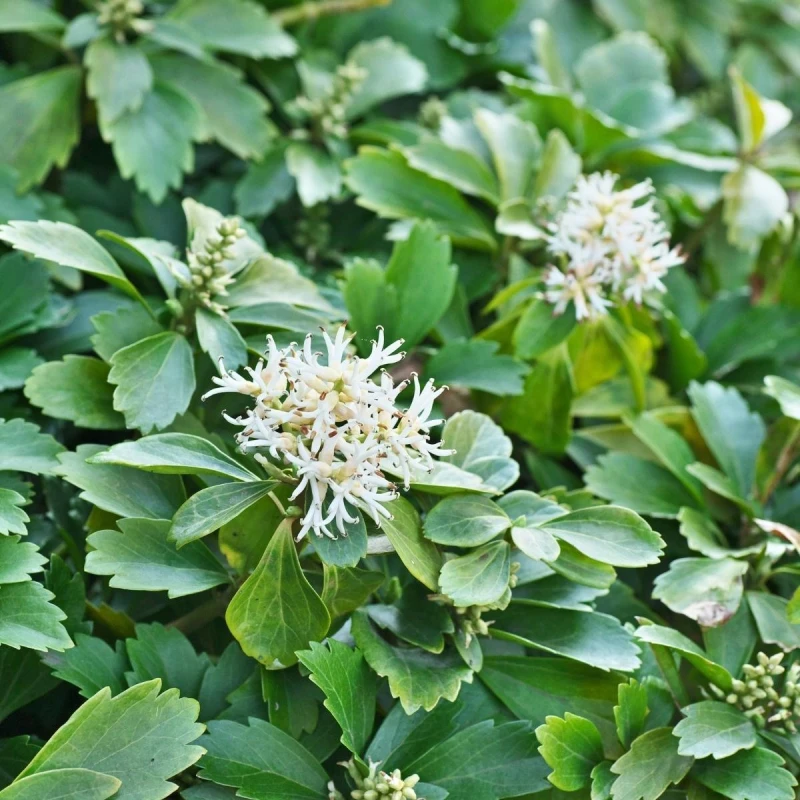 Runianka japońska Pachysandra terminalis białe kwiaty wiosną i zimozielone liście roślina do cienia
