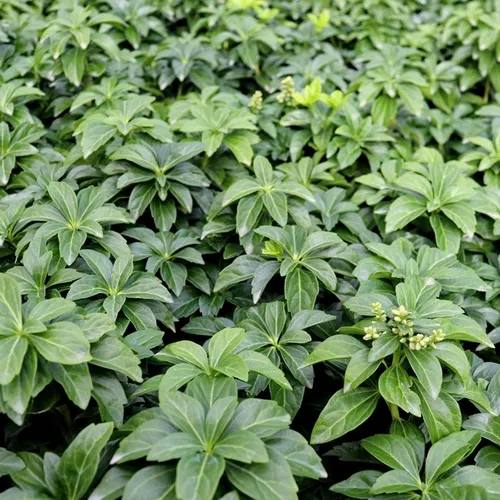 Pachysandra terminalis gęsty zimozielony dywan roślina okrywowa pod drzewa i krzewy