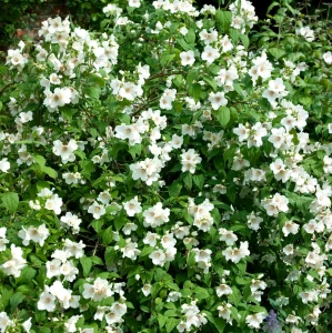 Philadelphus Belle Etoile zwarty krzew obfite kwitnienie jaśminowiec na żywopłoty nieformowane