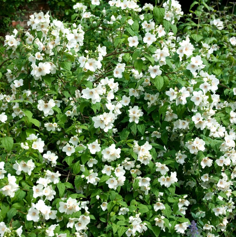 Philadelphus Belle Etoile zwarty krzew obfite kwitnienie jaśminowiec na żywopłoty nieformowane