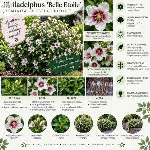 Philadelphus Belle Etoile infografika opis odmiany wymagania uprawa pachnący jaśminowiec z różowym środkiem