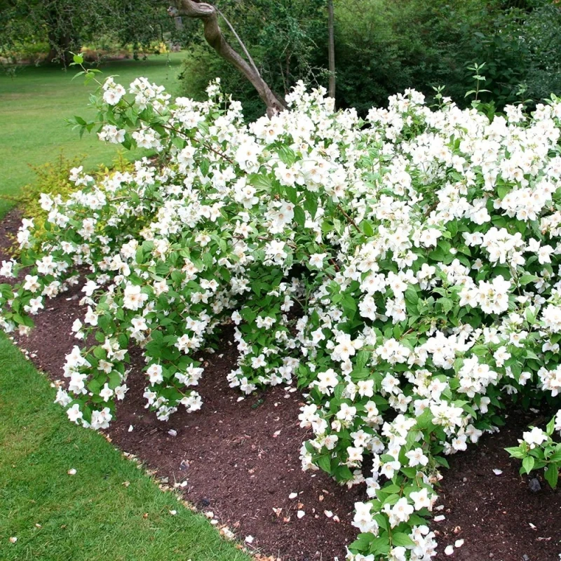 Jaśminowiec Belle Etoile Philadelphus obficie kwitnący pachnący krzew ozdobny do ogrodu