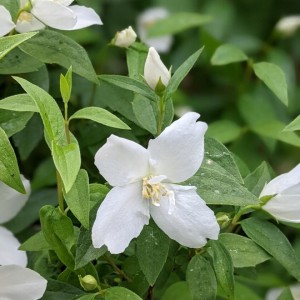 Philadelphus Silberregen kwiat makro zbliżenie na pojedynczy biały kwiat jaśminowca