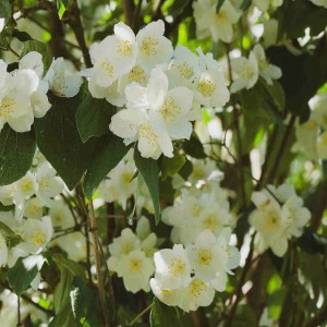 Jaśminowiec Silberregen Philadelphus obficie kwitnący pachnący krzew ozdobny do ogrodu