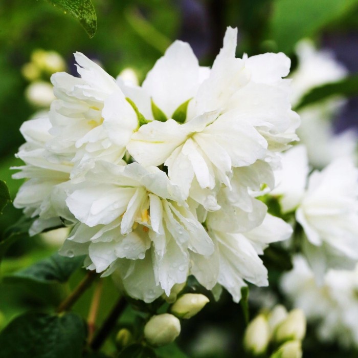 Philadelphus Minnesota Snowflake makro zbliżenie na pełny biały kwiat jaśminowca krzew wonny