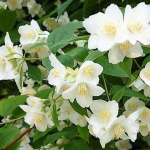 Jaśminowiec wonny Philadelphus coronarius kremowobiałe pojedyncze kwiaty pachnący krzew do ogrod