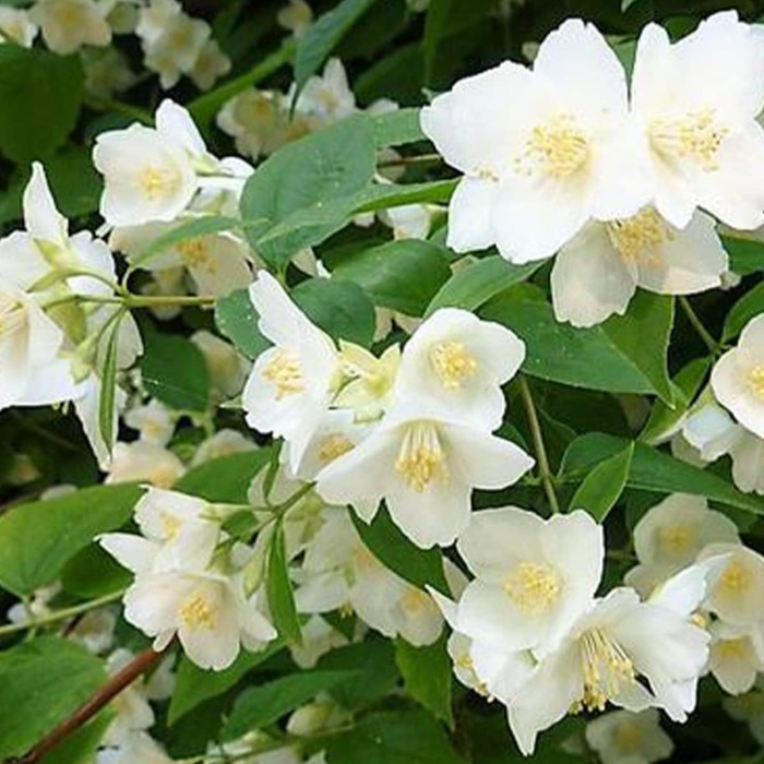 Jaśminowiec wonny Philadelphus coronarius kremowobiałe pojedyncze kwiaty pachnący krzew do ogrod